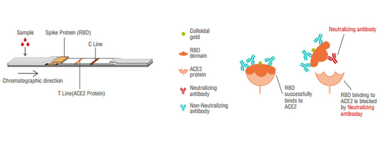 2019-nCoV Neutralization Antibody Principle